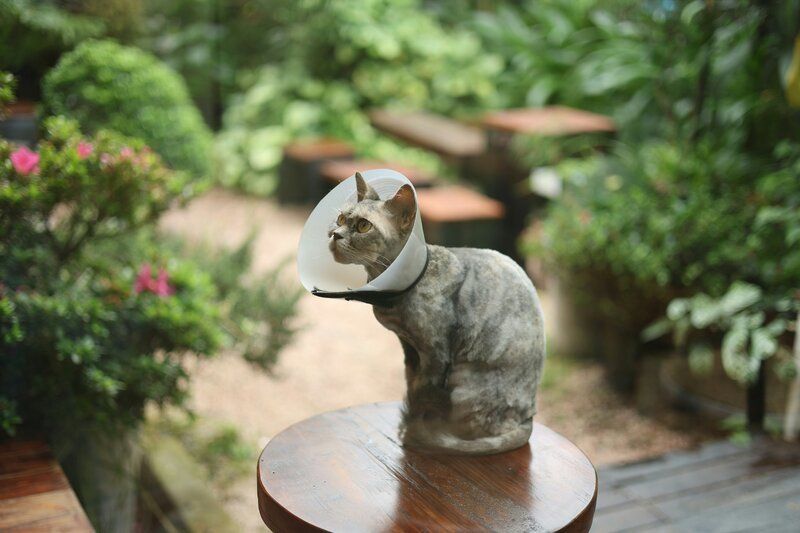 Gesundheitsbeobachtung