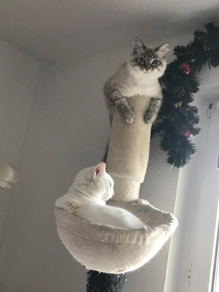 Katzenbetreuung Bild 1