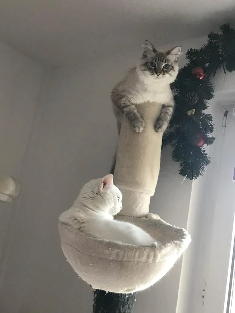 Katzenbetreuung Bild 1