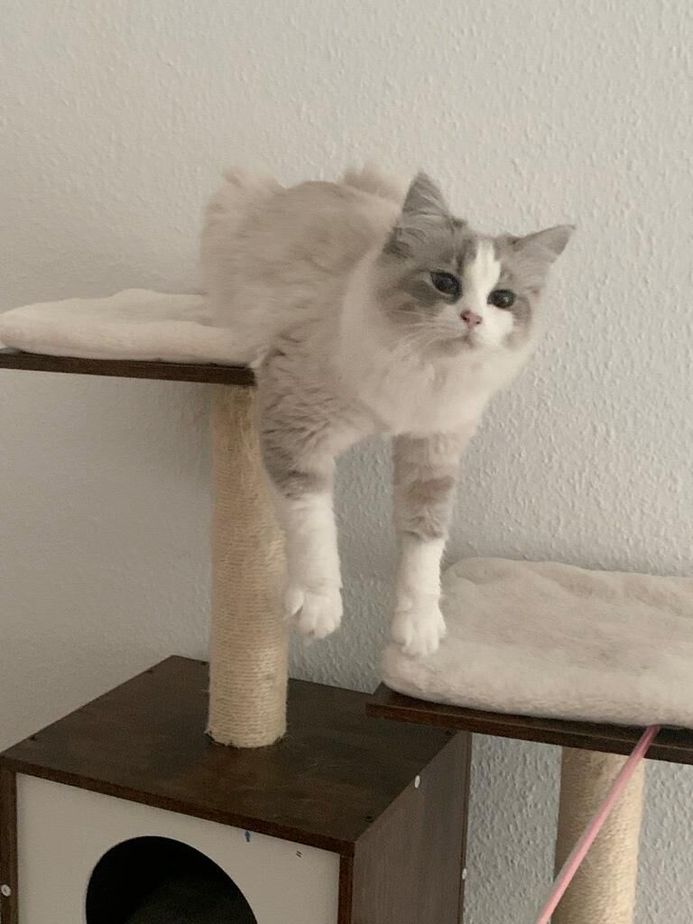 Katzenbetreuung Bild 2