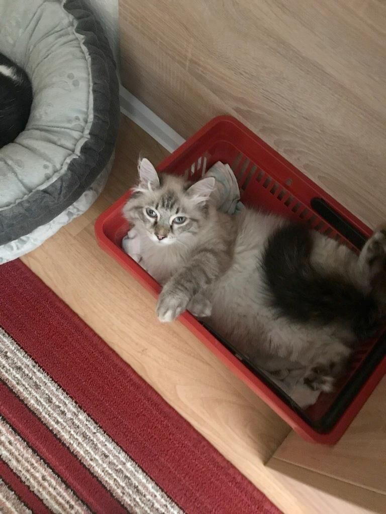 Katzenbetreuung Bild 3