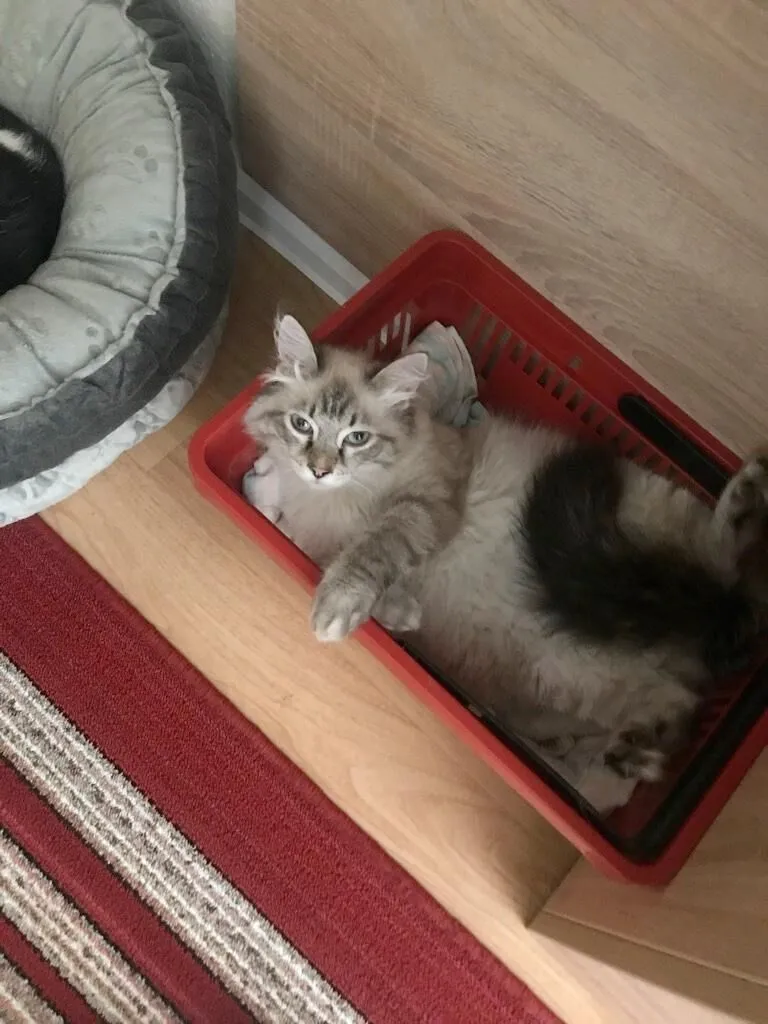 Katzenbetreuung Bild 3