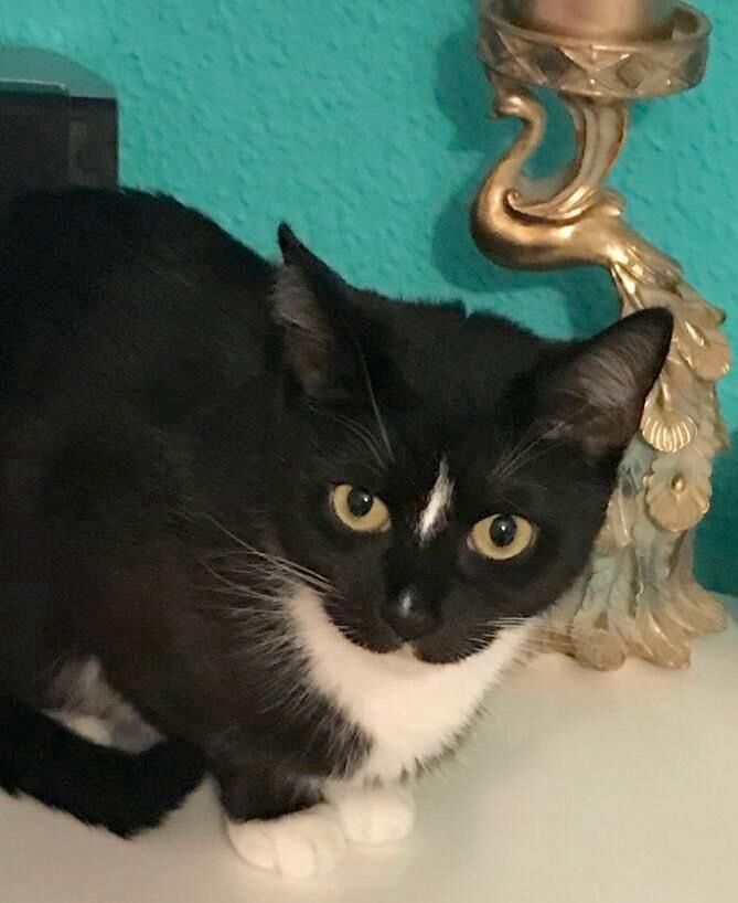 Katzenbetreuung Bild 4