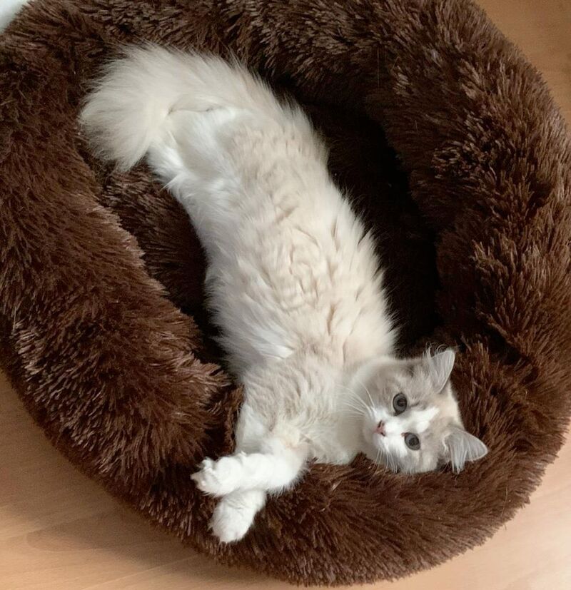 Katzenbetreuung Bild 5