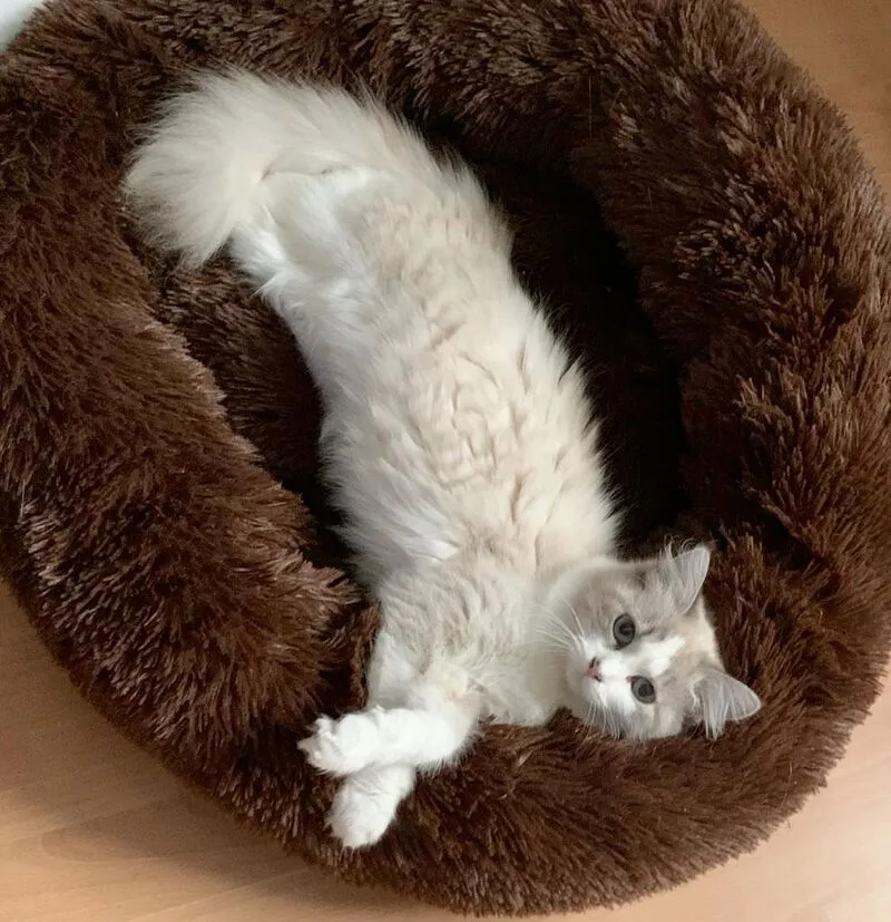 Katzenbetreuung Bild 5