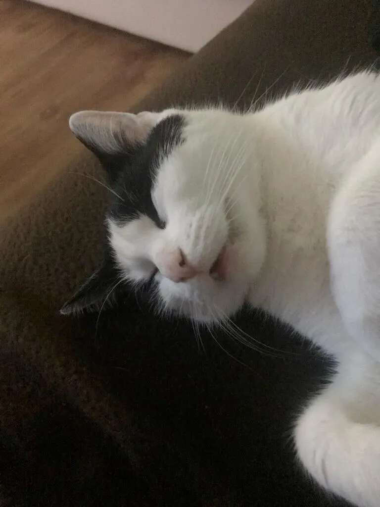 Katzenbetreuung Bild 6