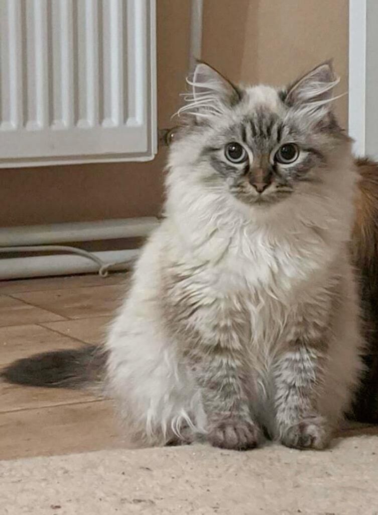 Katzenbetreuung Bild 7