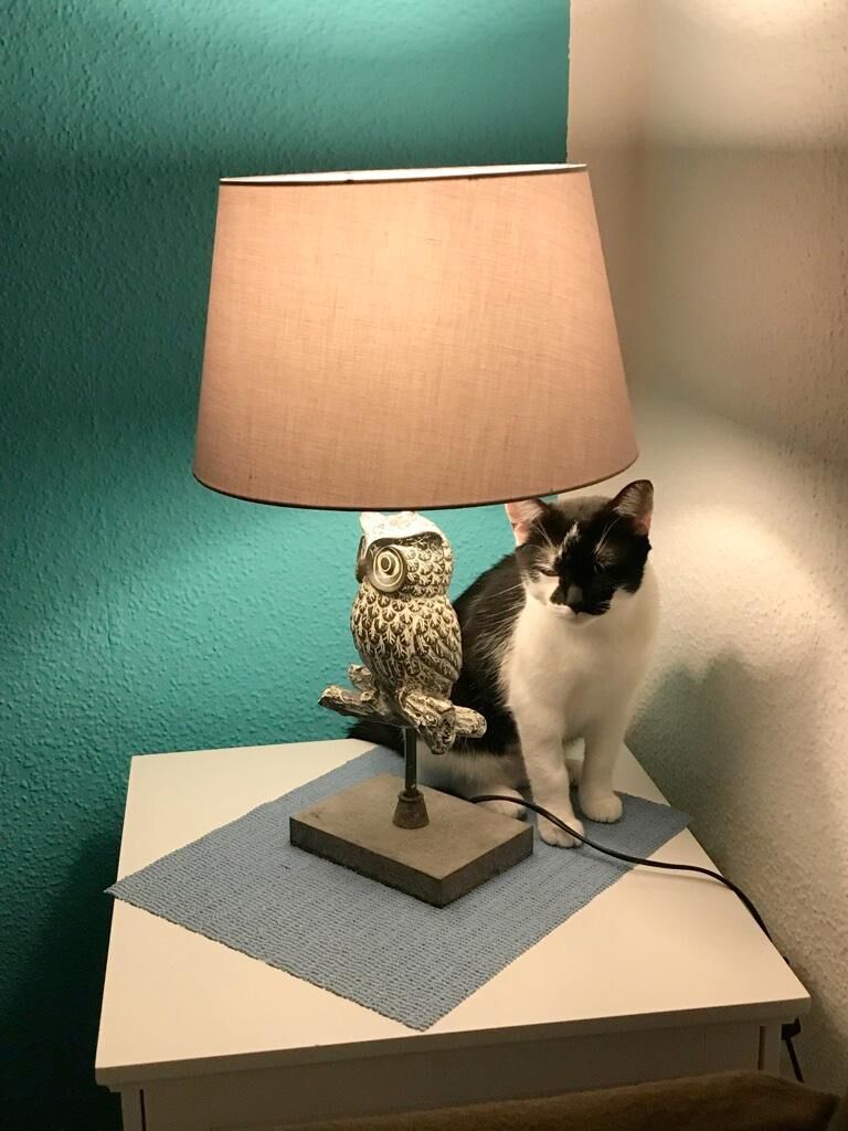 Katzenbetreuung Bild 8