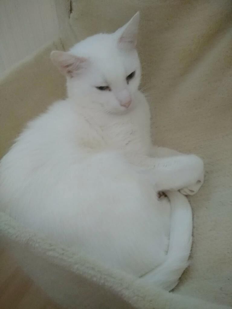 Katzenbetreuung Bild 9