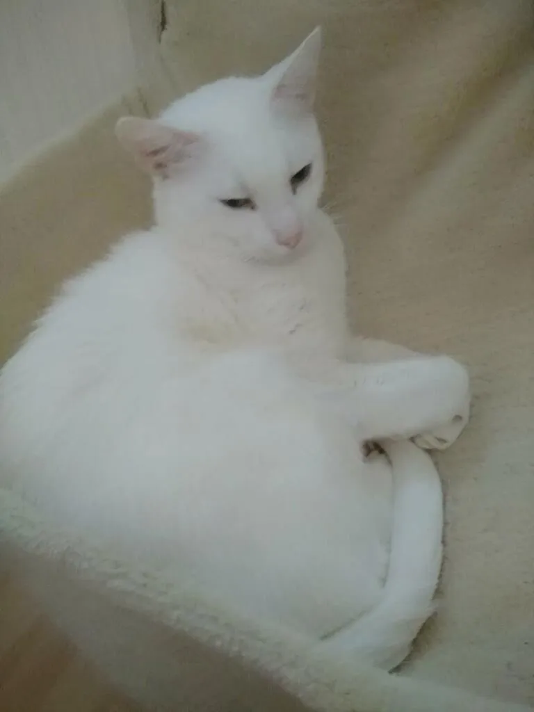 Katzenbetreuung Bild 9